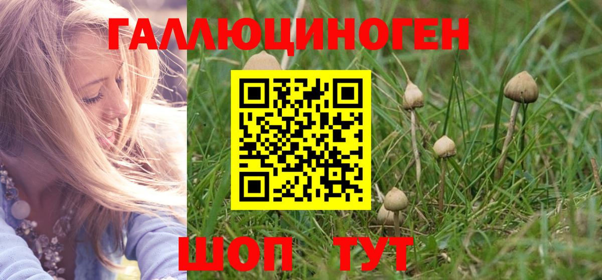 Псилоцибиновые грибы Psilocybine cubensis Коломна